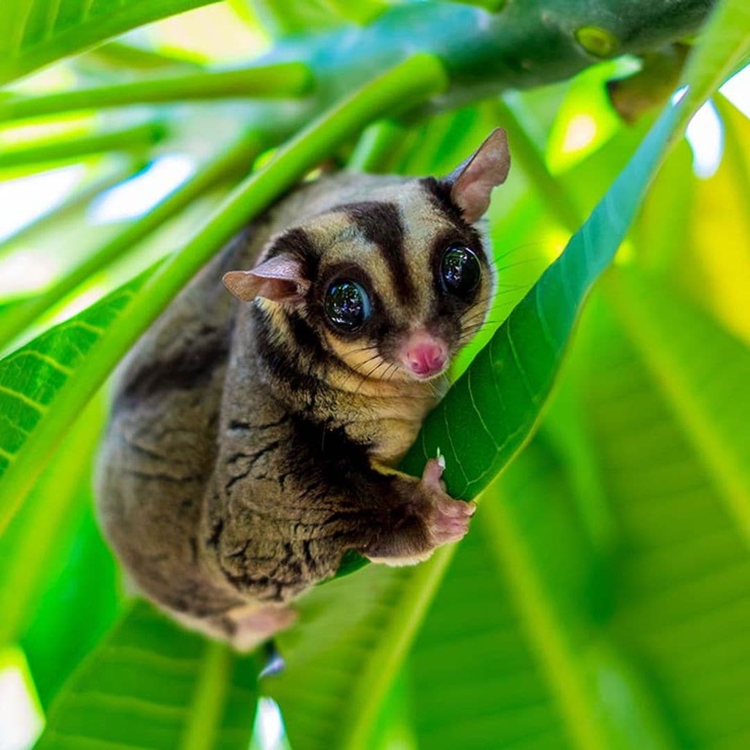Descubre al petauro del azúcar, un adorable marsupial australiano