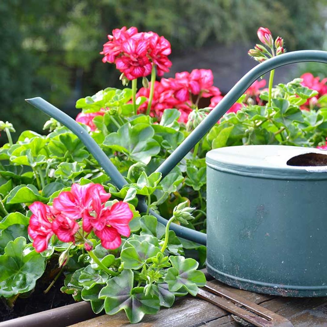 9 plantas con flores para alegrar tu jardín o terraza durante todo el año