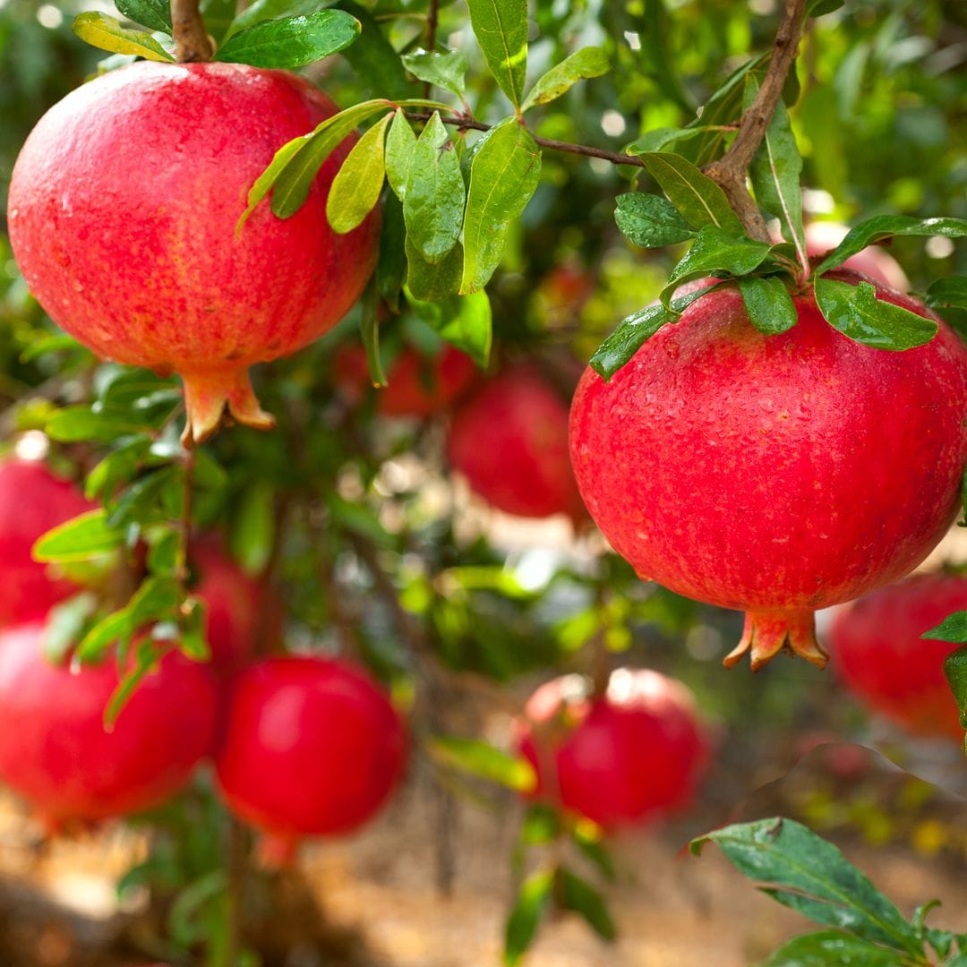 Así debes plantar tu granado en otoño para que florezca y dé sus saludables frutos durante décadas