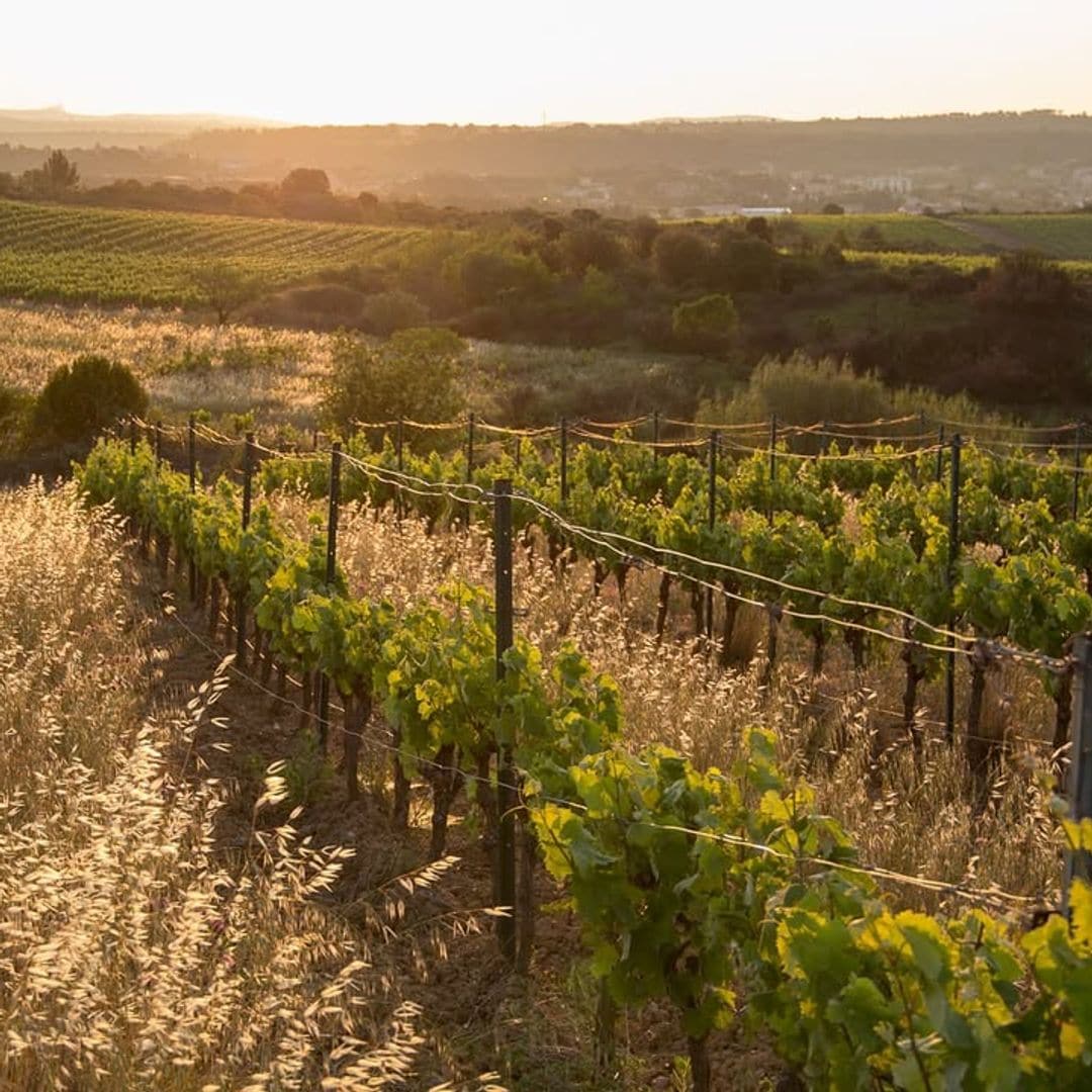 Viñedos de Autignac, francia