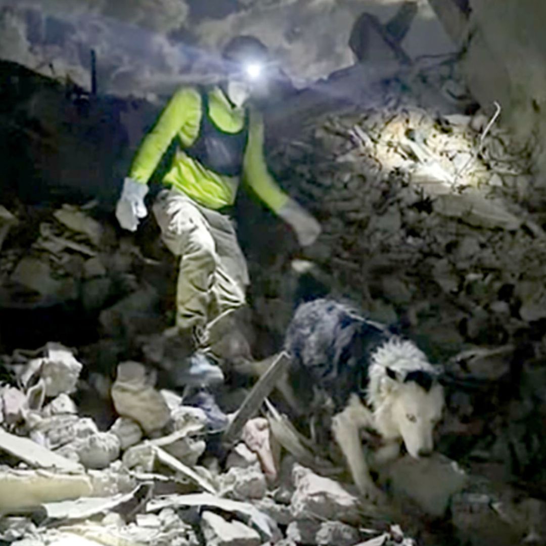 Tsunami, el border collie, que salva vidas en Venezuela