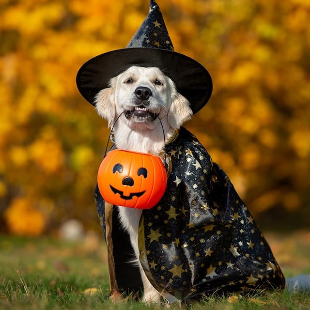 disfraces para perros