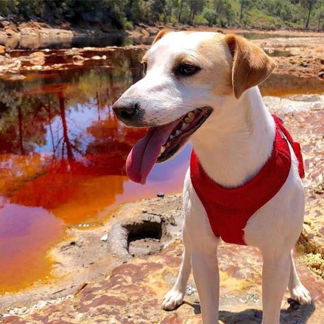 Pipper, el perro 'influencer' que recorre España, estrena cómic