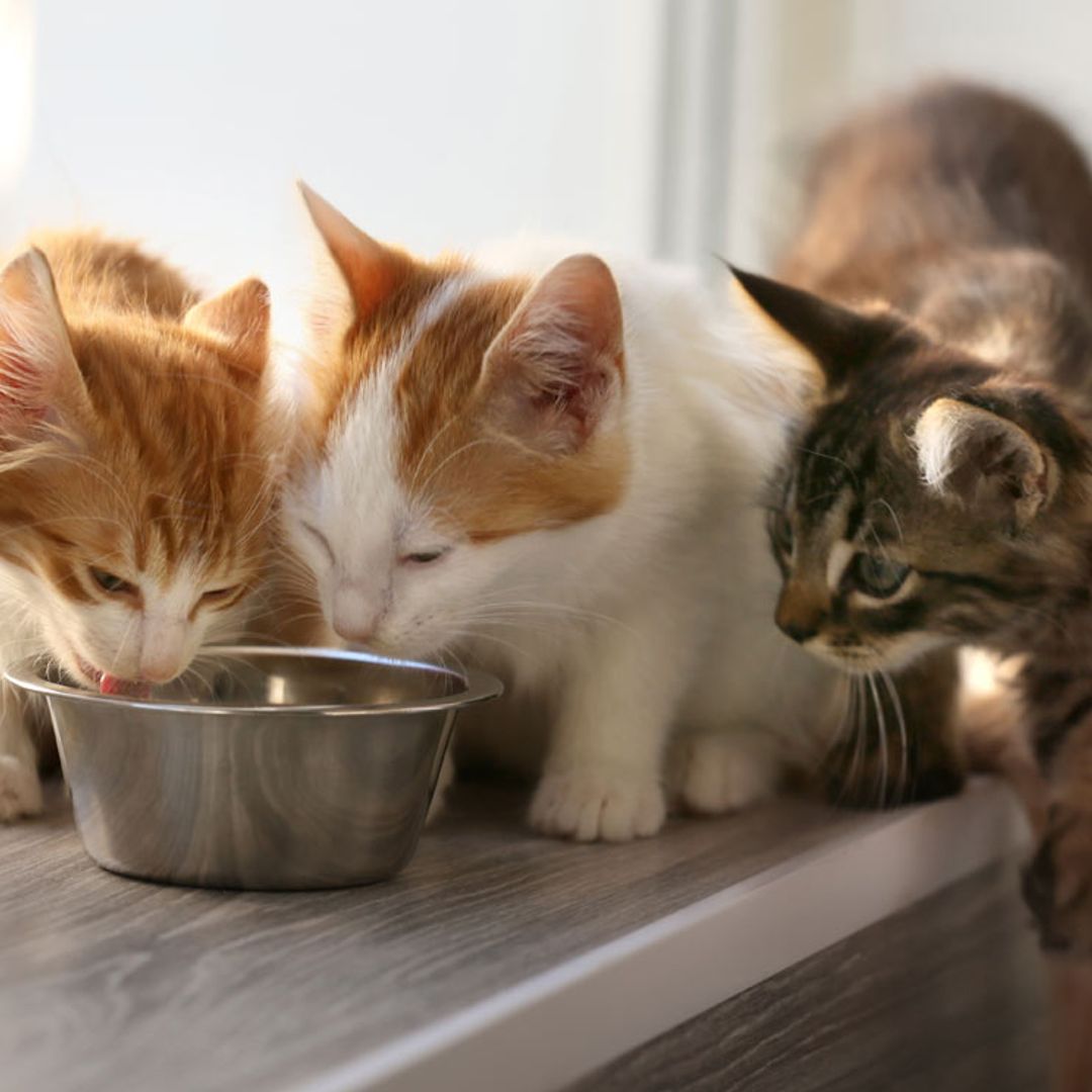 Hay alimentos que no debes dar a tu gato, ¿sabes cuáles son?