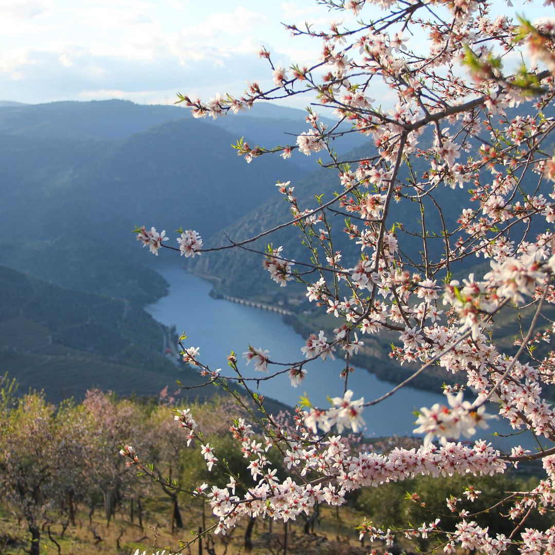 Almendros en el valle del Douro, Portugal
