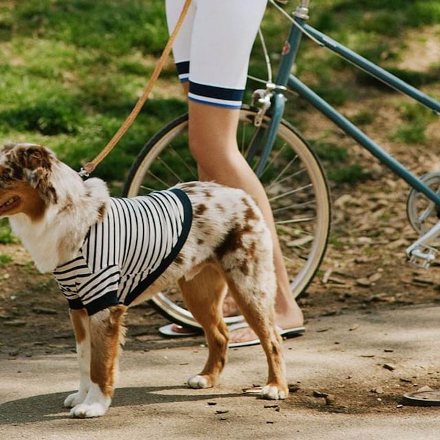 ropa perritos zara
