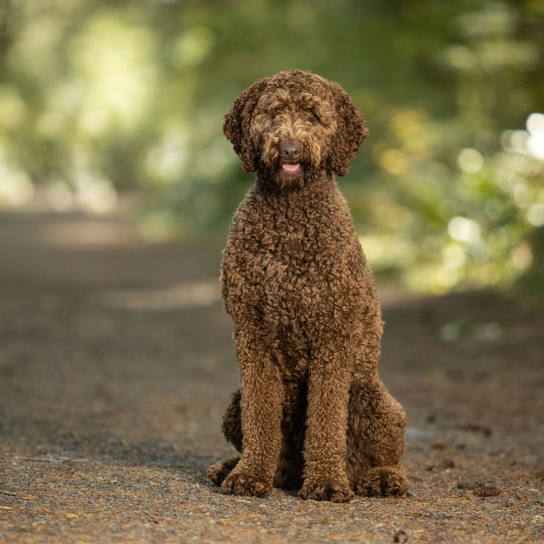 qué tamaño tendrá mi goldendoodle mediano