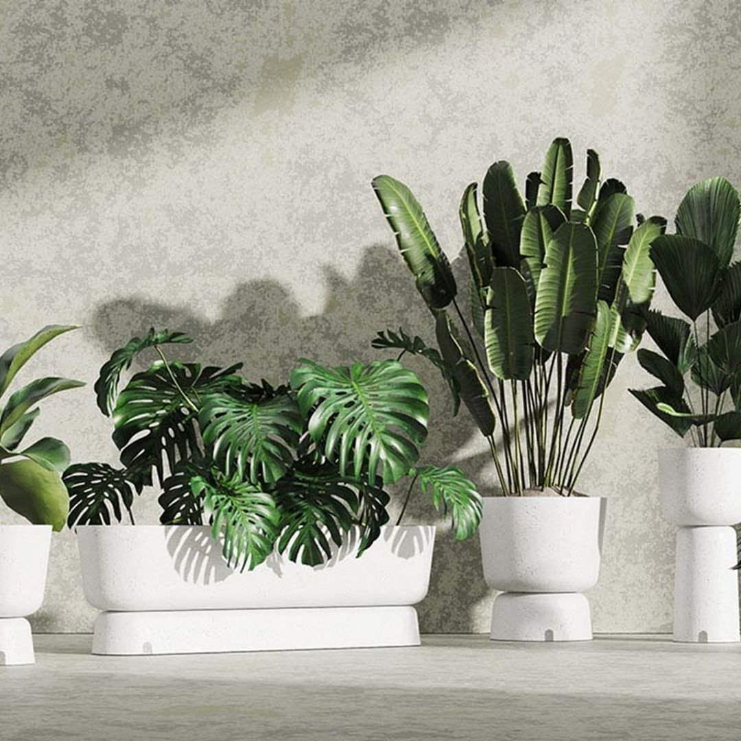 7 Ideas originales para decorar tu casa con plantas