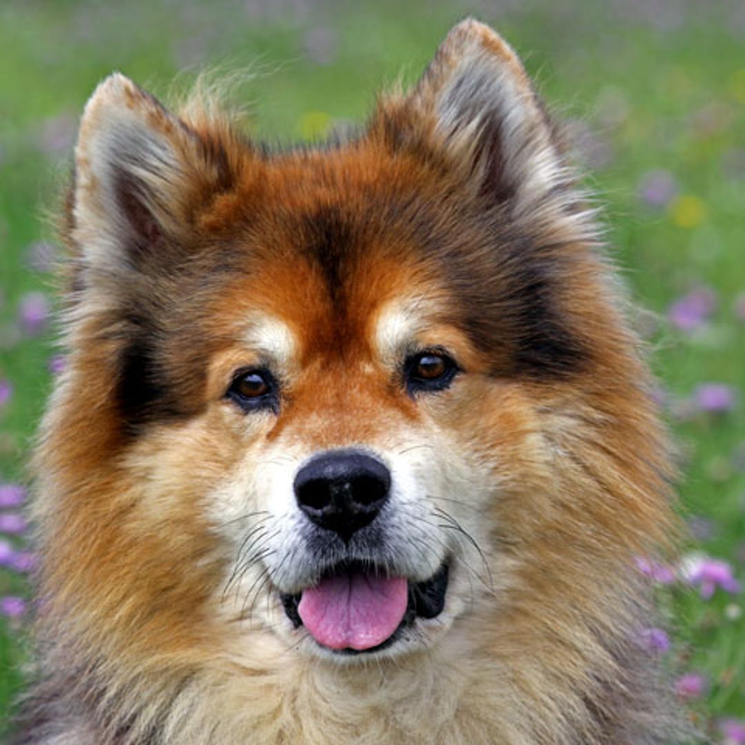 Recetas sanas y deliciosas de helados… ¡Para perros!