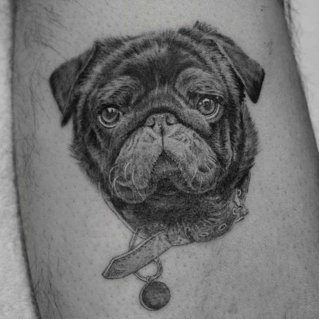 Gordo, el perro pug de Pepe Aguilar