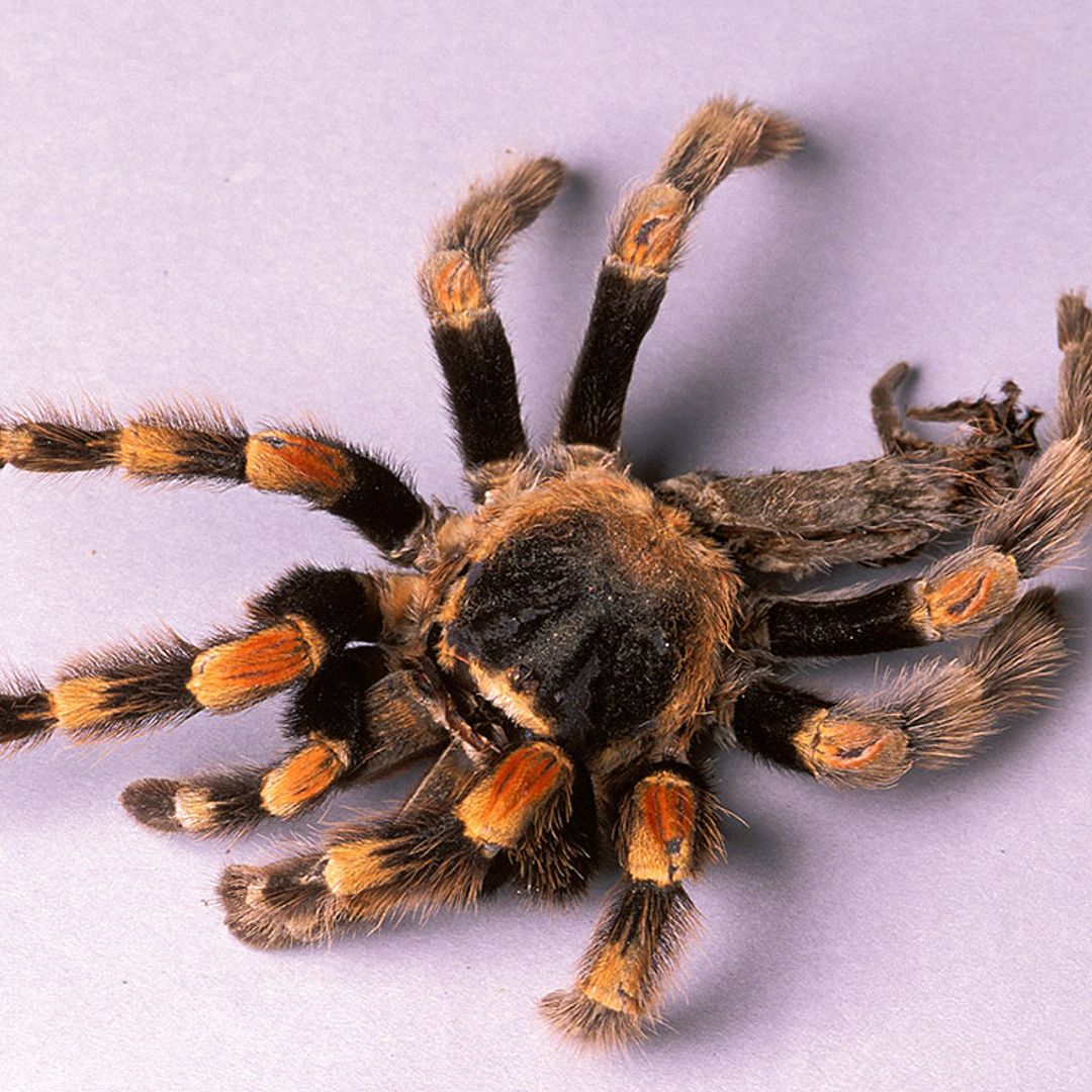 Tela de araña, un recurso para crear un material alternativo al plástico