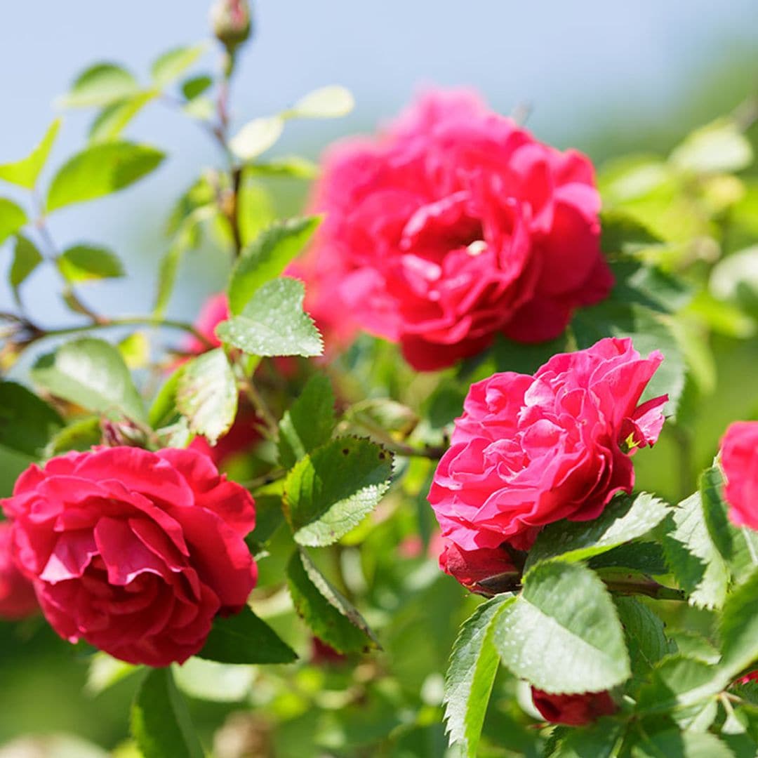 Trucos para cultivar las rosas más bonitas y llenar tu jardín de color