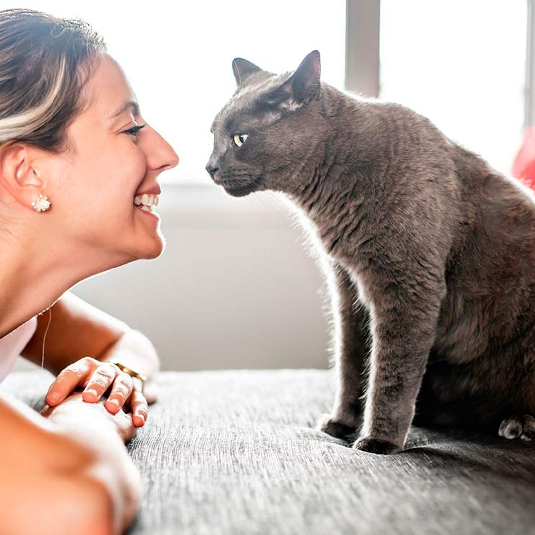 Juegos que pueden ayudar a que tu gato mejore su vínculo contigo