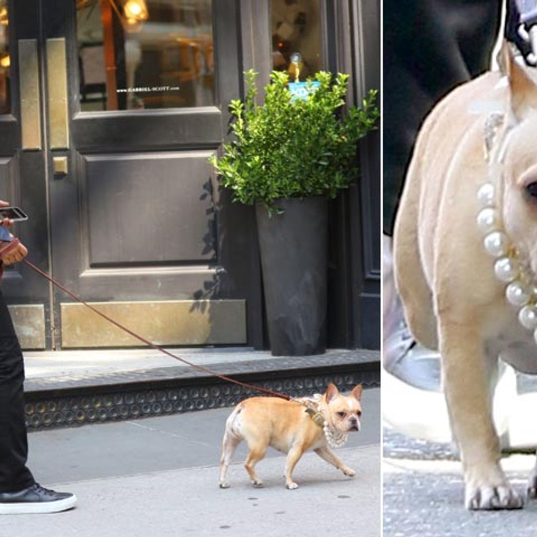 ¡Con perlas y a lo loco! El perro de John Legend sí que sabe de 'glamour'