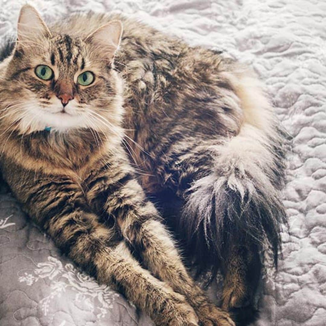 ¿Conoces la raza maine coon? Una de las especies de gatos más grandes