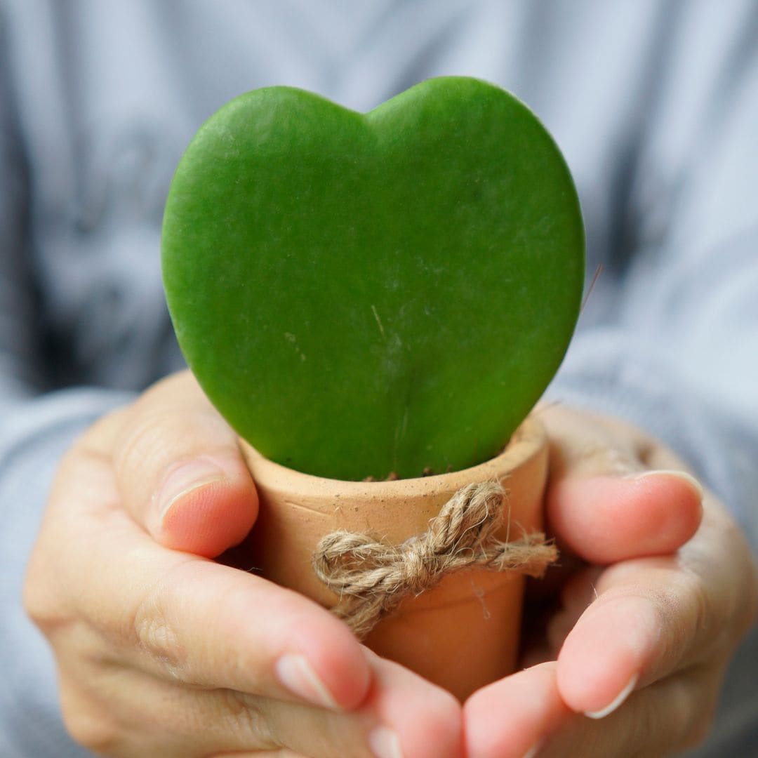 La original planta con hojas de corazón que decora cualquier rincón y es facilísima de cuidar