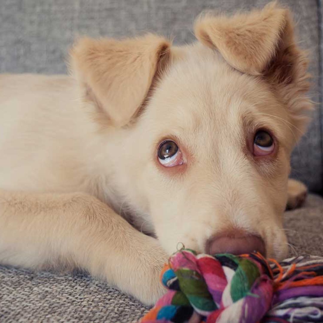 Lo dice la ciencia: gritar a tu perro no te ayudará a educarlo