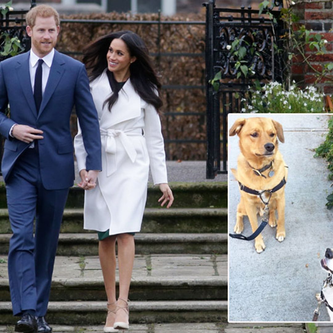 ¿Dónde están Guy y Bogart? No todo son buenas noticias para Meghan Markle