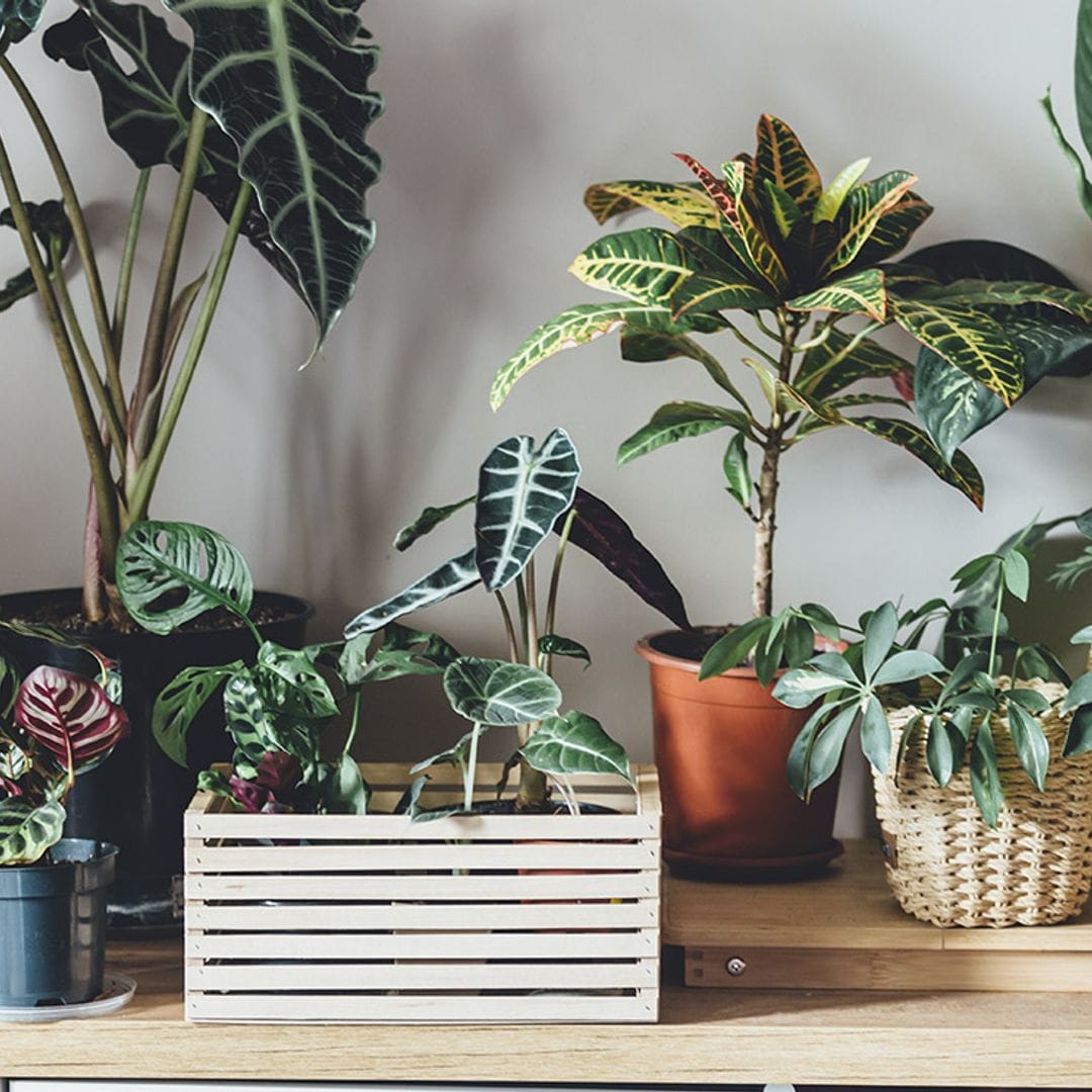 Plantas con hojas de formas originales que reinventan el concepto de 'green corner'
