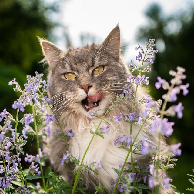 Gato junto a una hierba gatera