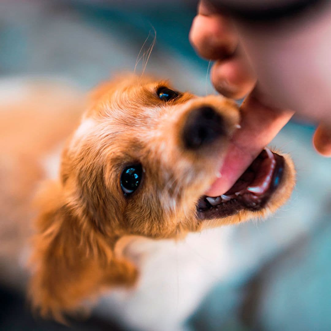 Reglas para evitar que un perro desconocido se muestre agresivo