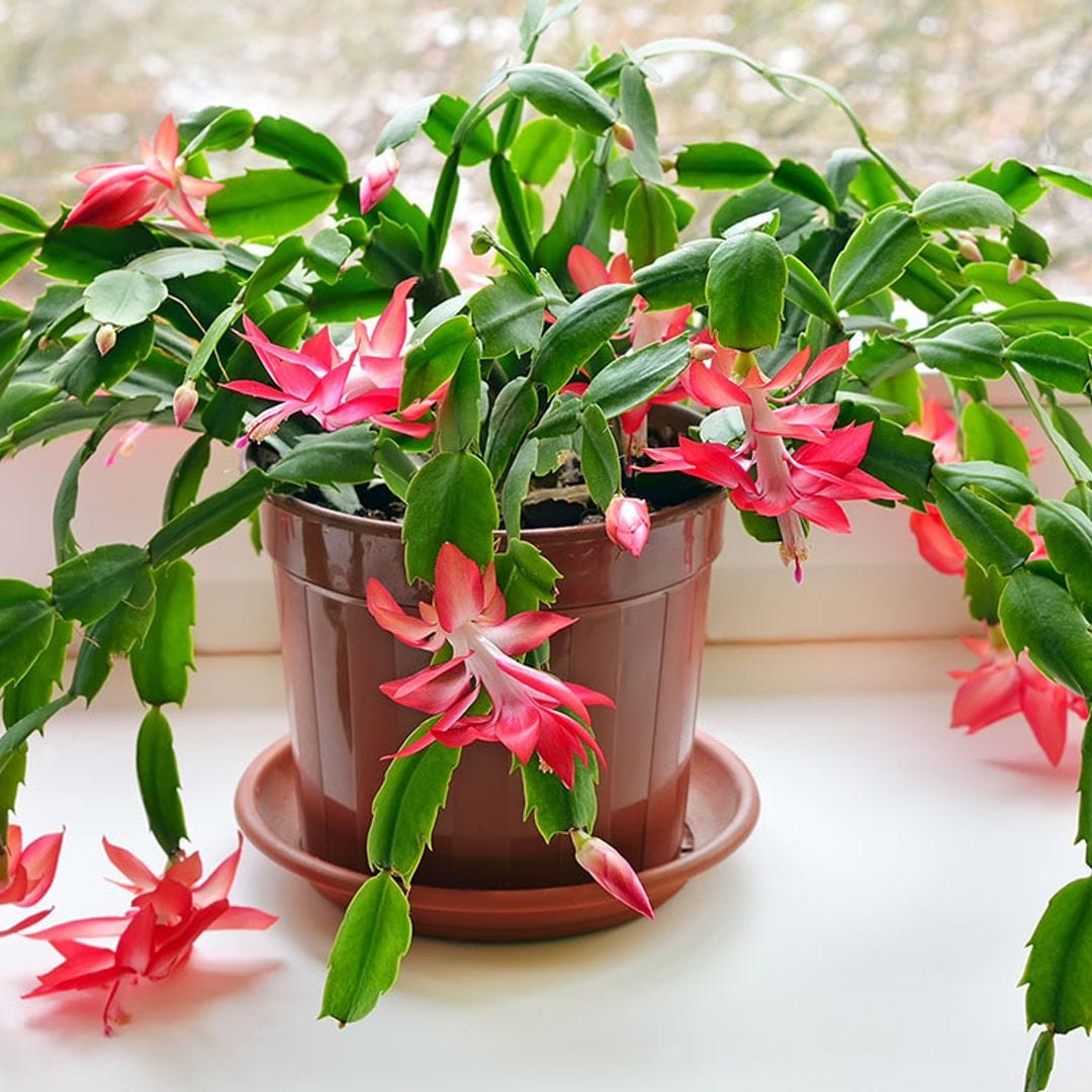 Todas las claves para cultivar cactus de Navidad y llenar tu casa de color