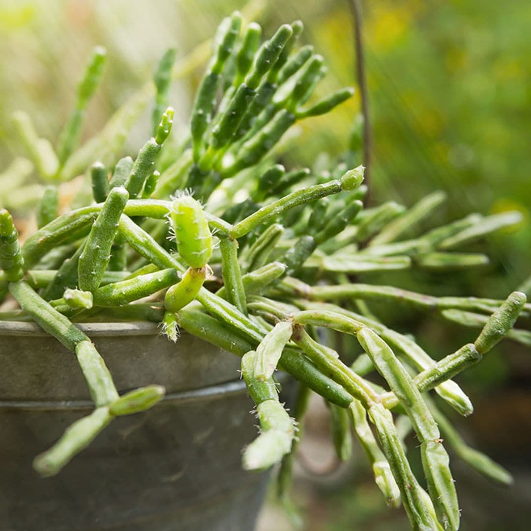 Aprende a cultivar los cactus 'rhipsalis' y pon un toque verde y divertido en casa