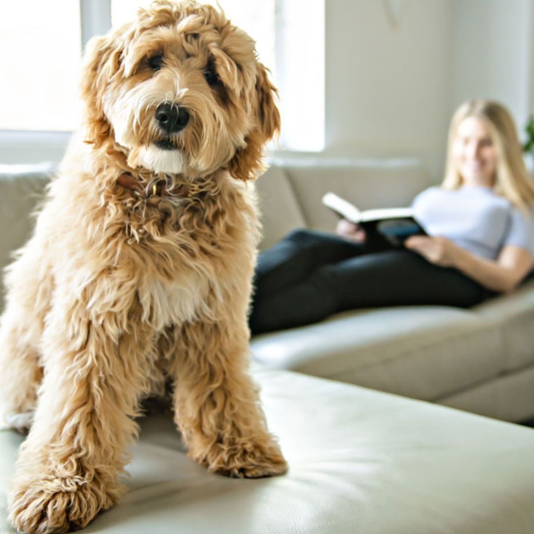 Las razas de perro con más problemas de cadera