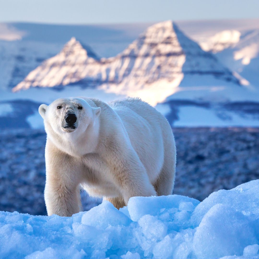 Oso polar, ursus maritimus y las montañas rocosas rojas de la bahía de Vikinge, Scoresby Sund, Groenlandia