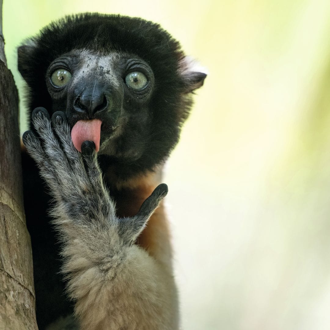 Un lémur coronado «Propithecus deckenii» se inclina para lamer su pata mientras se sujeta a un tronco