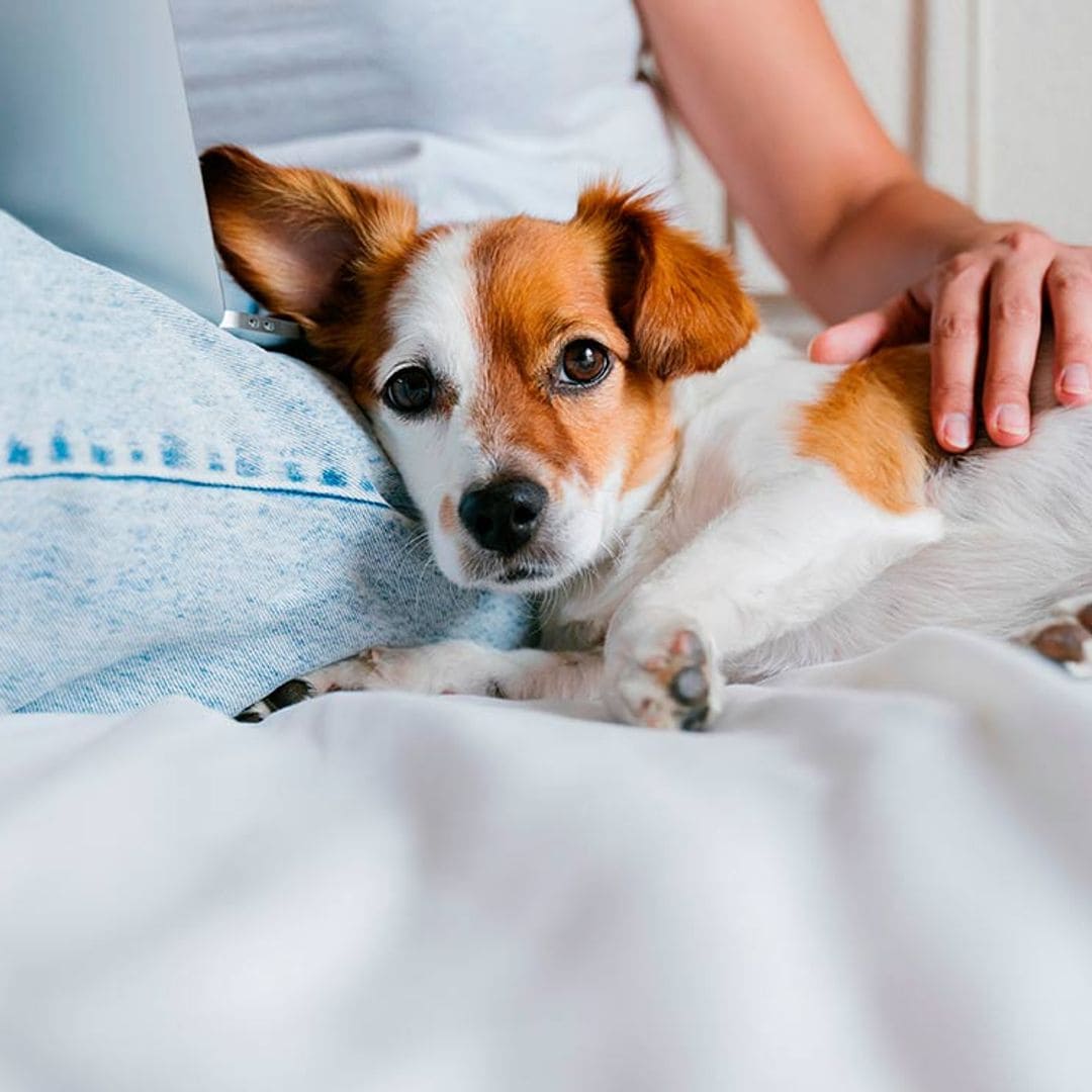 'Perro velcro': si no se despega de ti podría padecer hiperapego