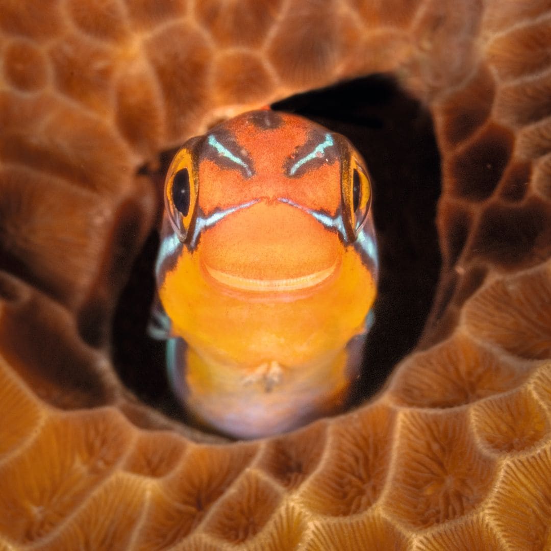 Durante una inmersión en Filipinas, la fotógrafa Jenny Stock captó a un pequeño pez Bluestriped Fangblenny asomando su cabeza por un agujero en el coral y ofreciendo una expresión sorprendentemente “sonriente”.