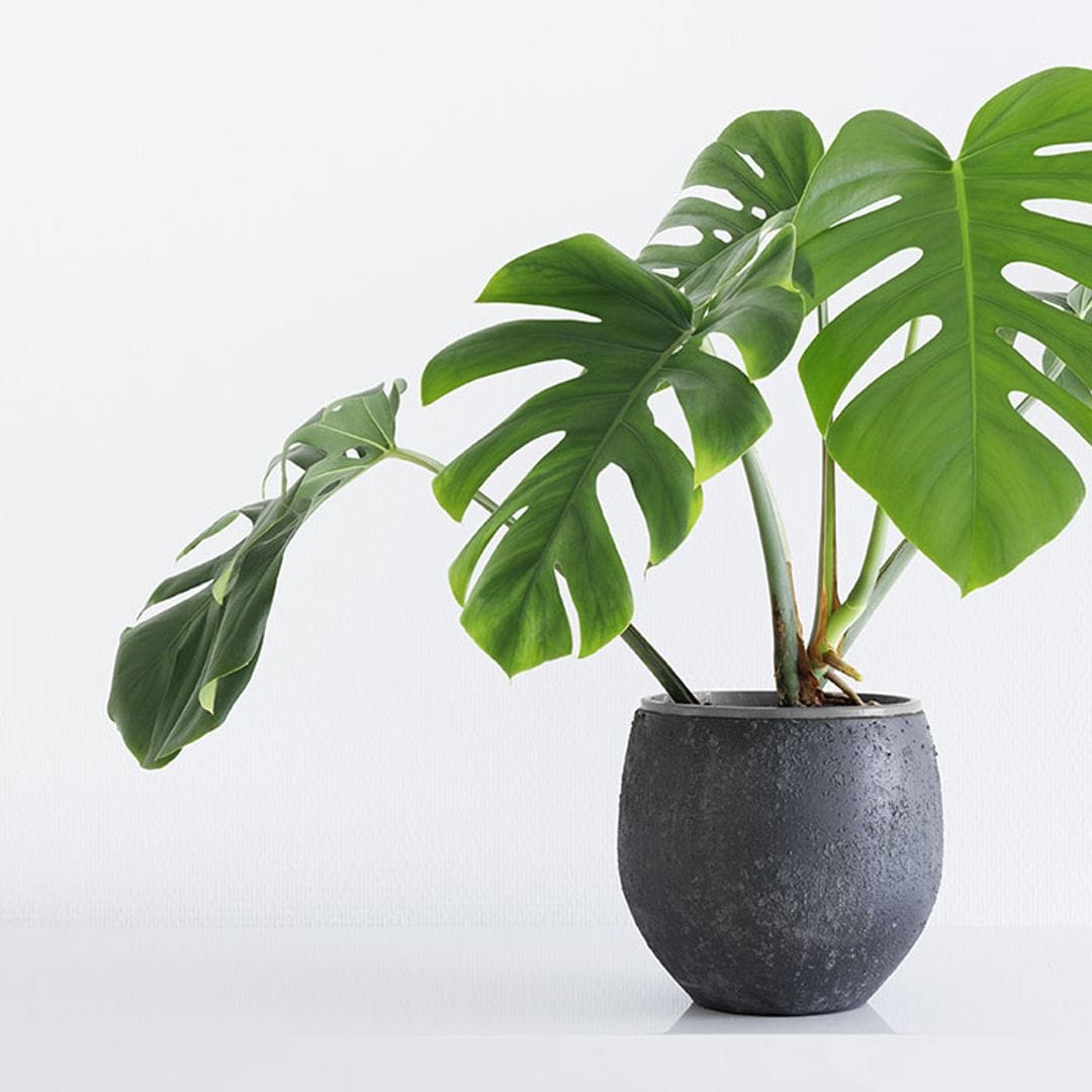Monstera deliciosa o Costilla de Adán, una planta tropical para decorar tu casa