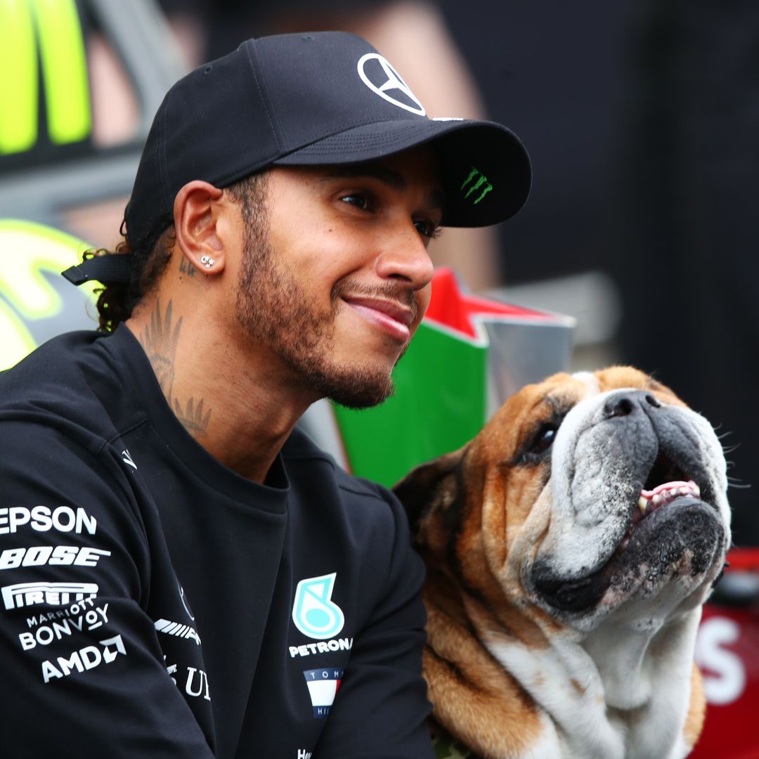 Lewis Hamilton cancela su participación en compromisos de la F1 por su perro Roscoe: ‘Está en coma’