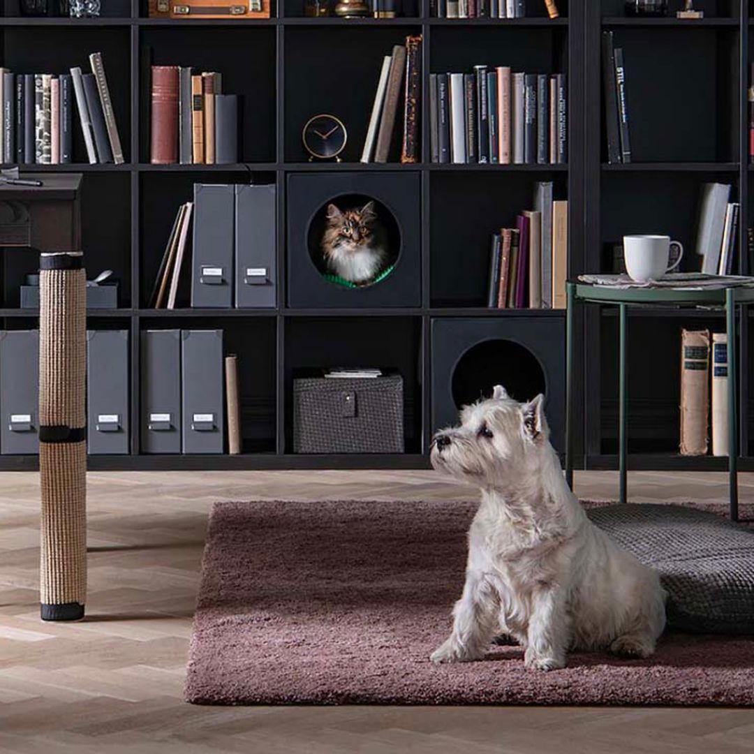 15 consejos (con pedigrí) para decorar la casa cuando hay mascotas