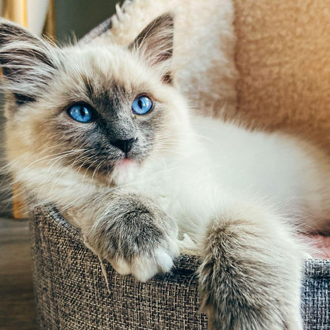 ¿Tienes un miedo irracional a los gatos? Te lo contamos todo sobre la ailurofobia