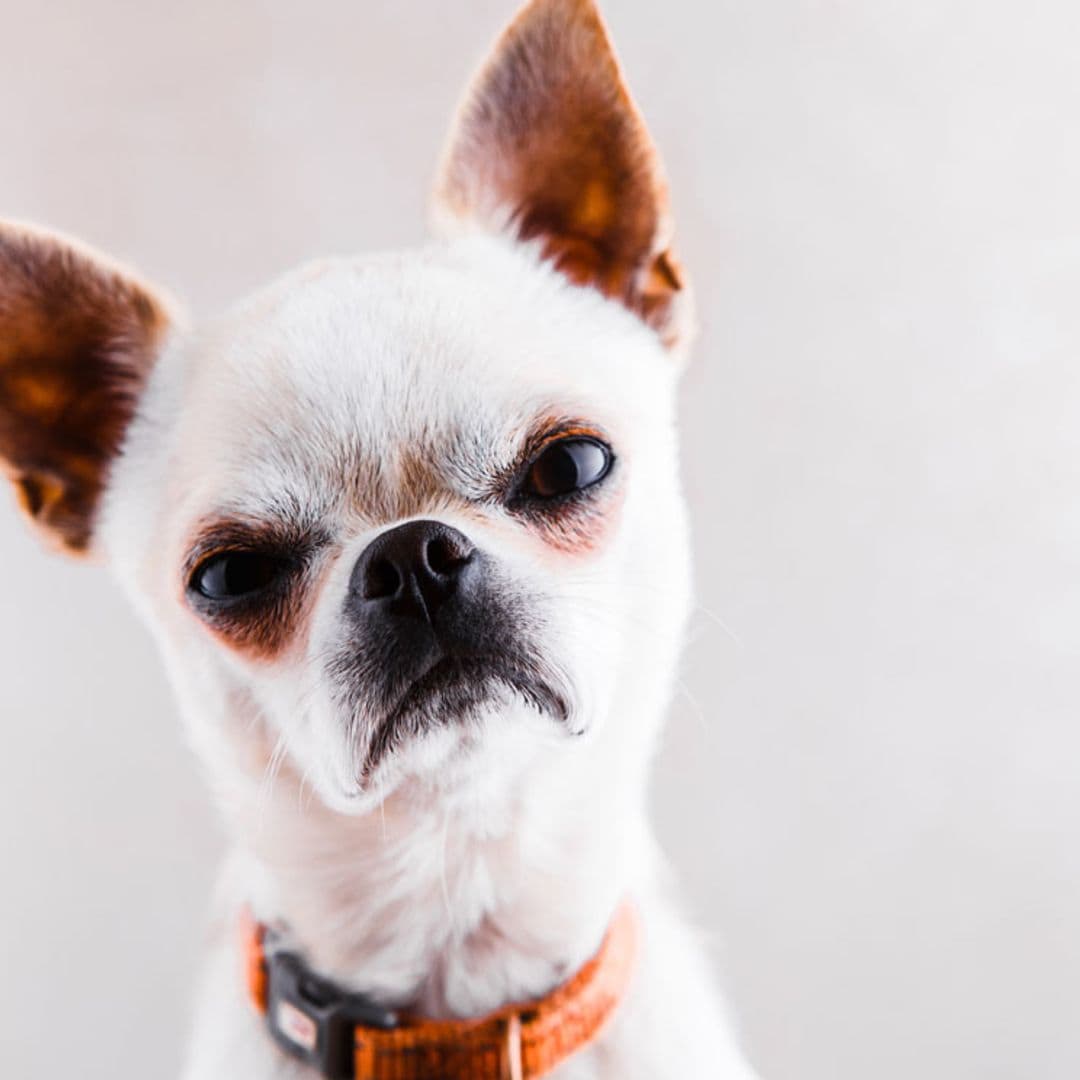 ¡No les molestes demasiado! Estas razas de perro se pueden enfadar contigo