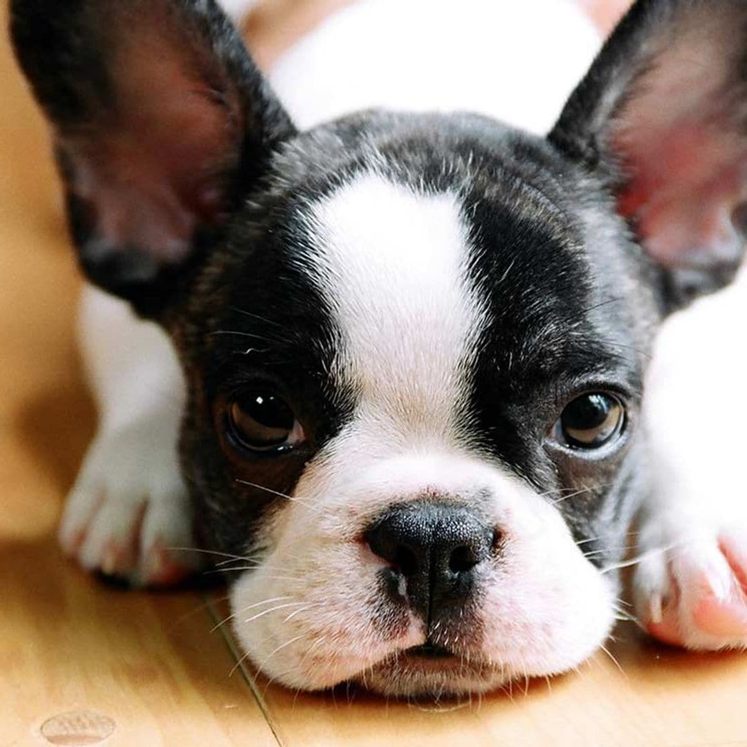 Por qué los cachorros nos parecen tan adorables