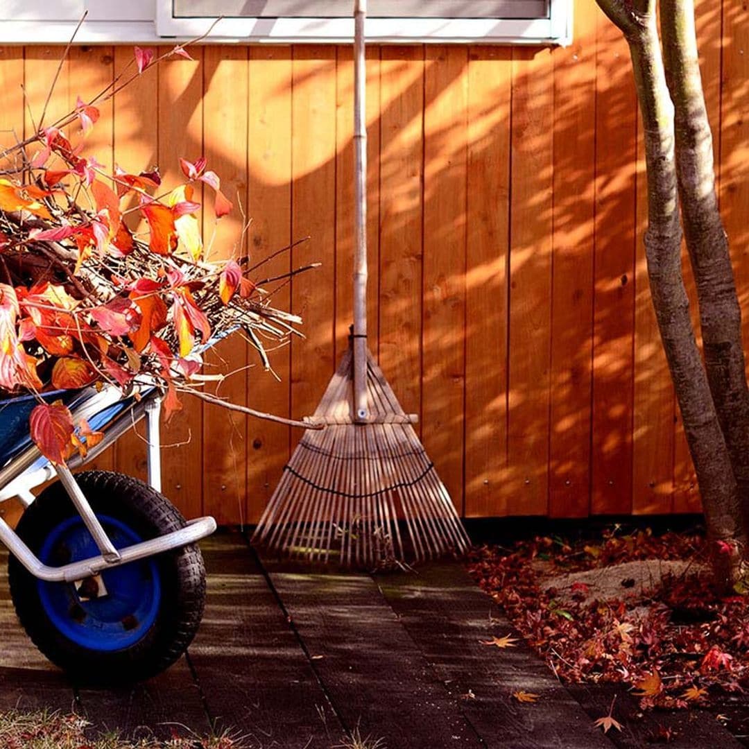 Cómo debes podar las plantas de tu jardín en otoño