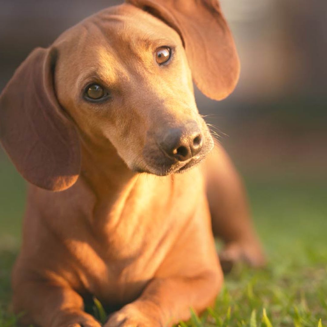 Las razas de perros más buscadas en España