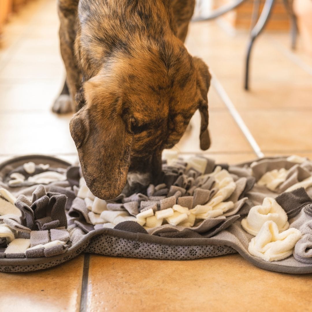 Probamos los mejores juguetes interactivos para perros
