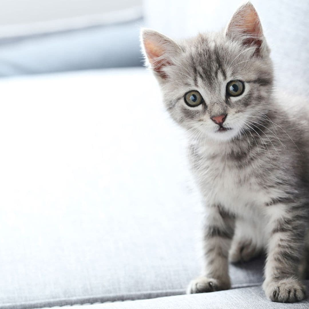 Esto es lo que dicen los gestos y sonidos de tu gato