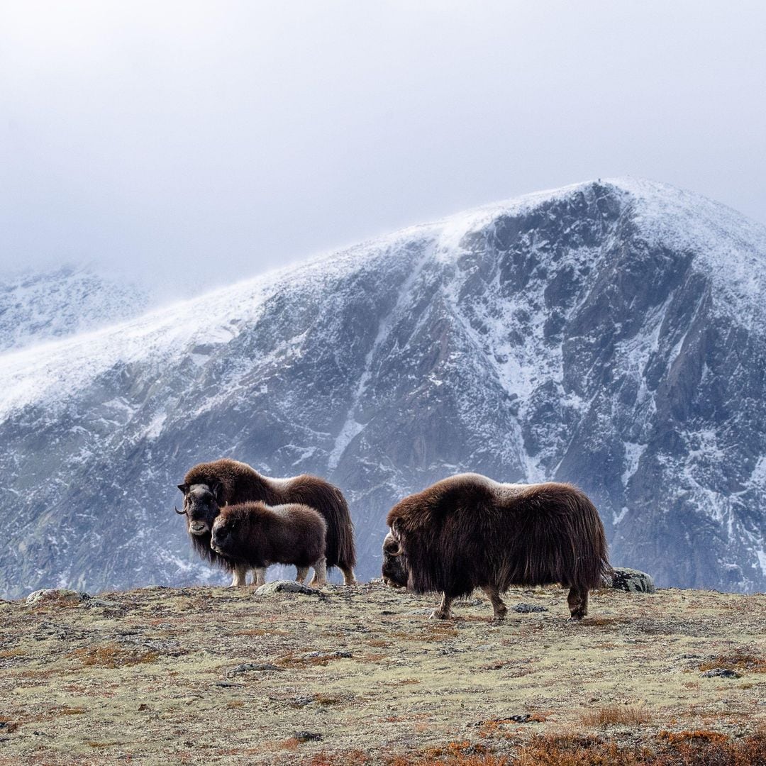 Bueyes almizcleros en el Parque Nacional de Dovrefjell-Sunndalsfjella, Noruega
