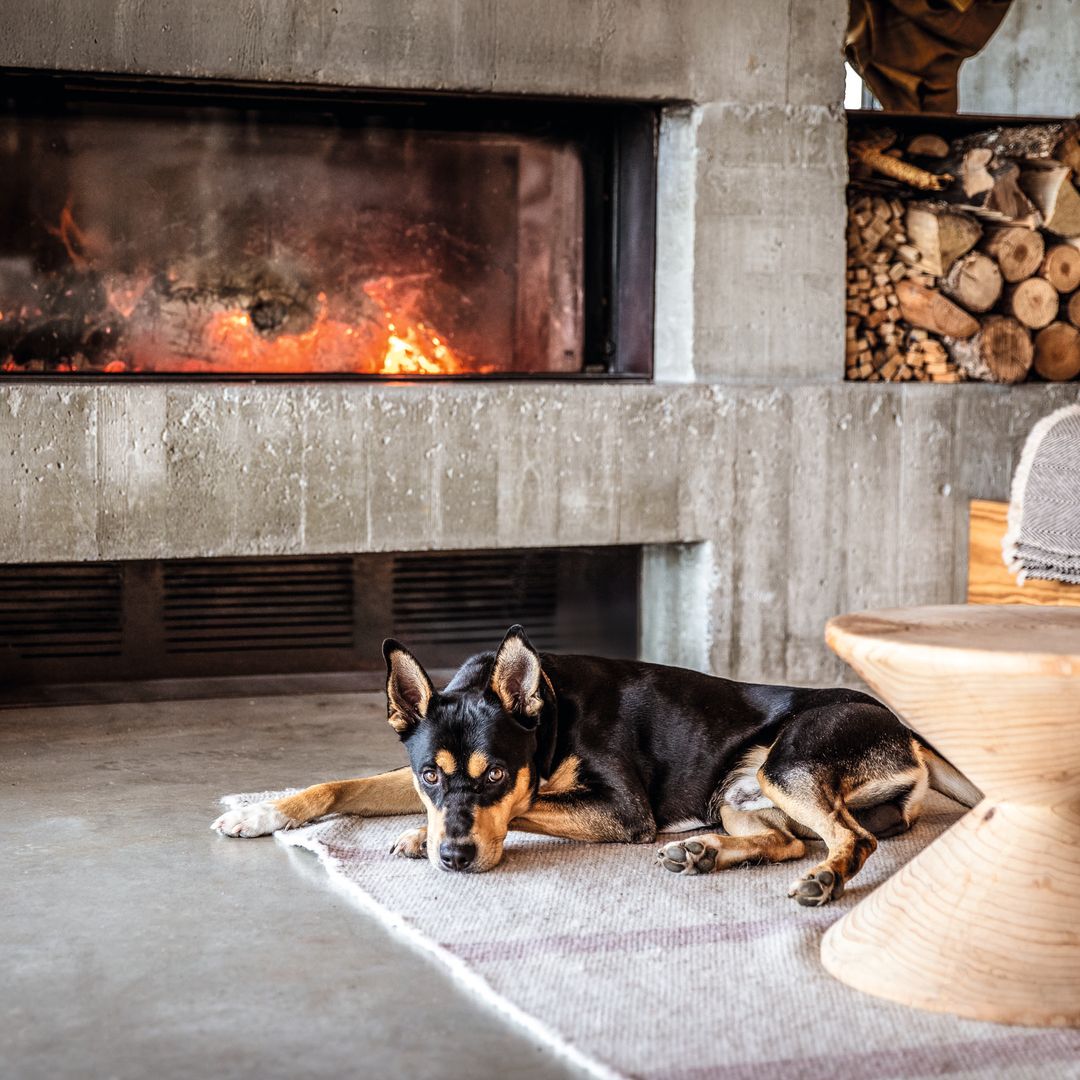 Un perro ante la chimenea