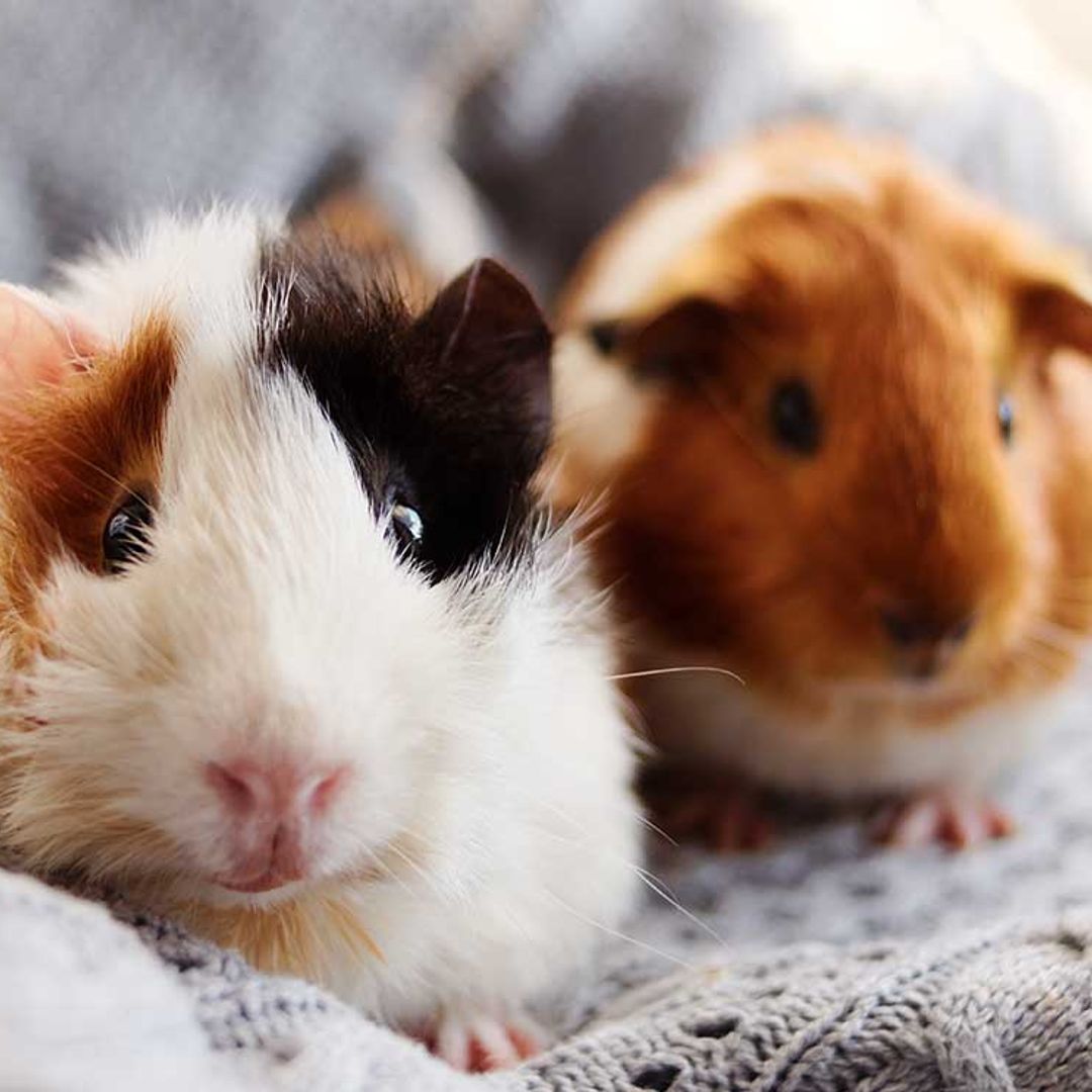 Todo lo que debes saber para tener una cobaya como mascota
