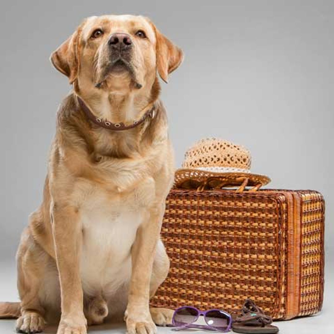 Requisitos para viajar por Europa acompañado de tu perro