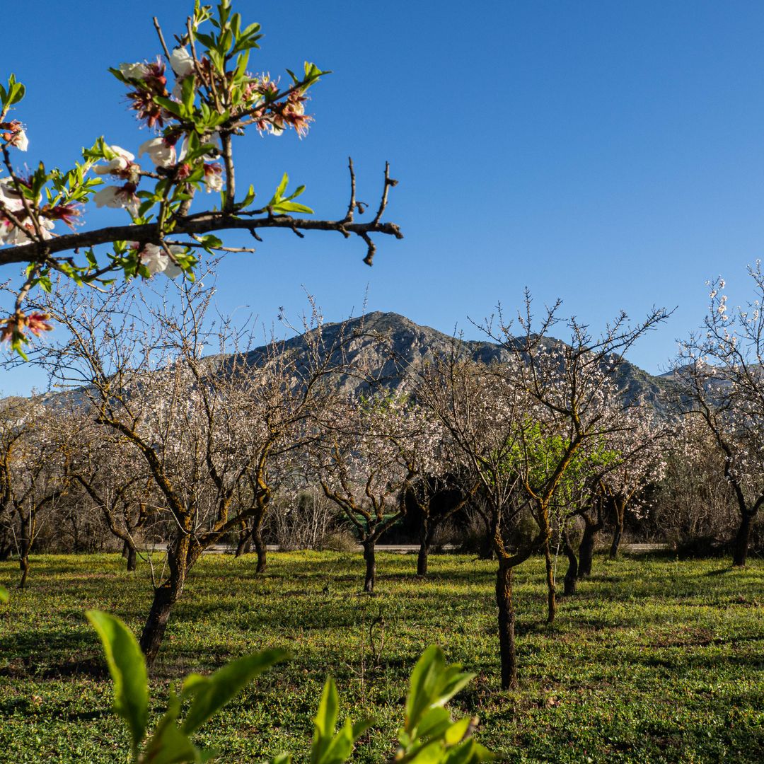 Floración en Nigüelas.