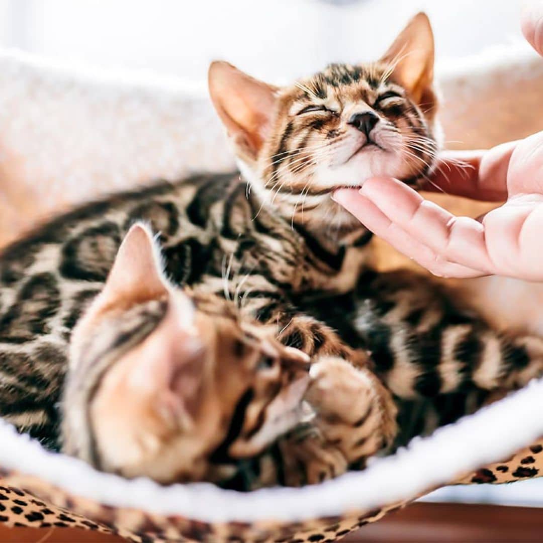 ¿Qué tienen en común los gatos más codiciados?