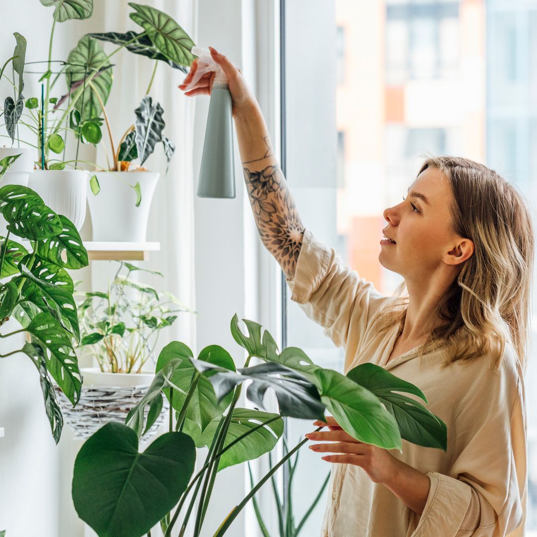 8 nuevas tendencias en decoterapia: de cómo cuidar las plantas a los colores naturales