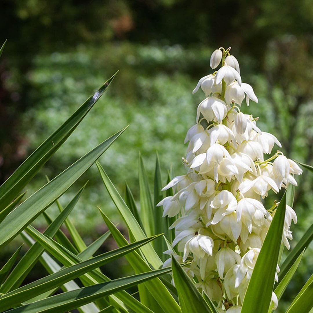 Te contamos cómo puedes cultivar la yuca en el jardín o en el interior de casa